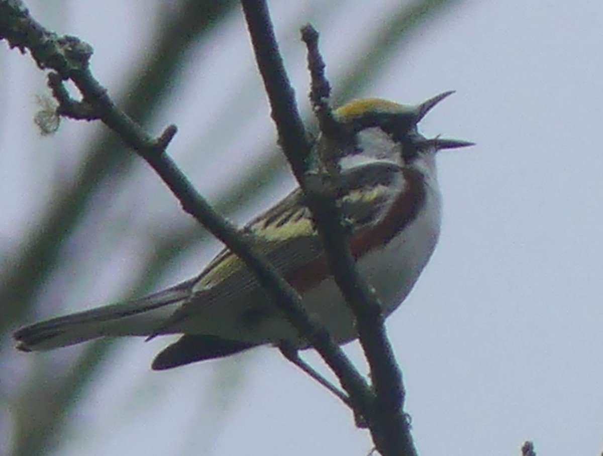 Chestnut-sided Warbler - Sharon Fitzgerald