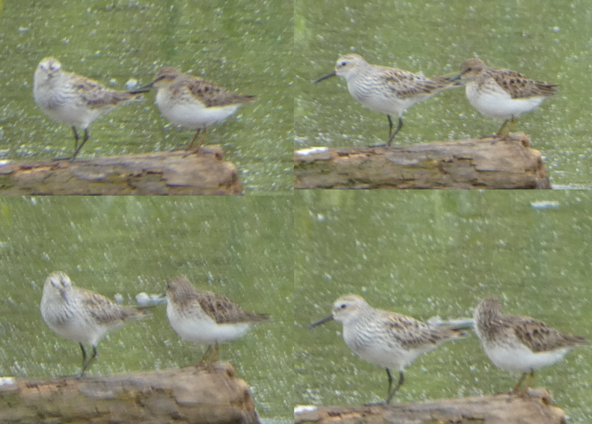 shorebird sp. - Peter Wynnyk