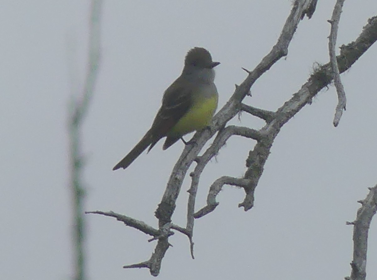 Great Crested Flycatcher - Sharon Fitzgerald