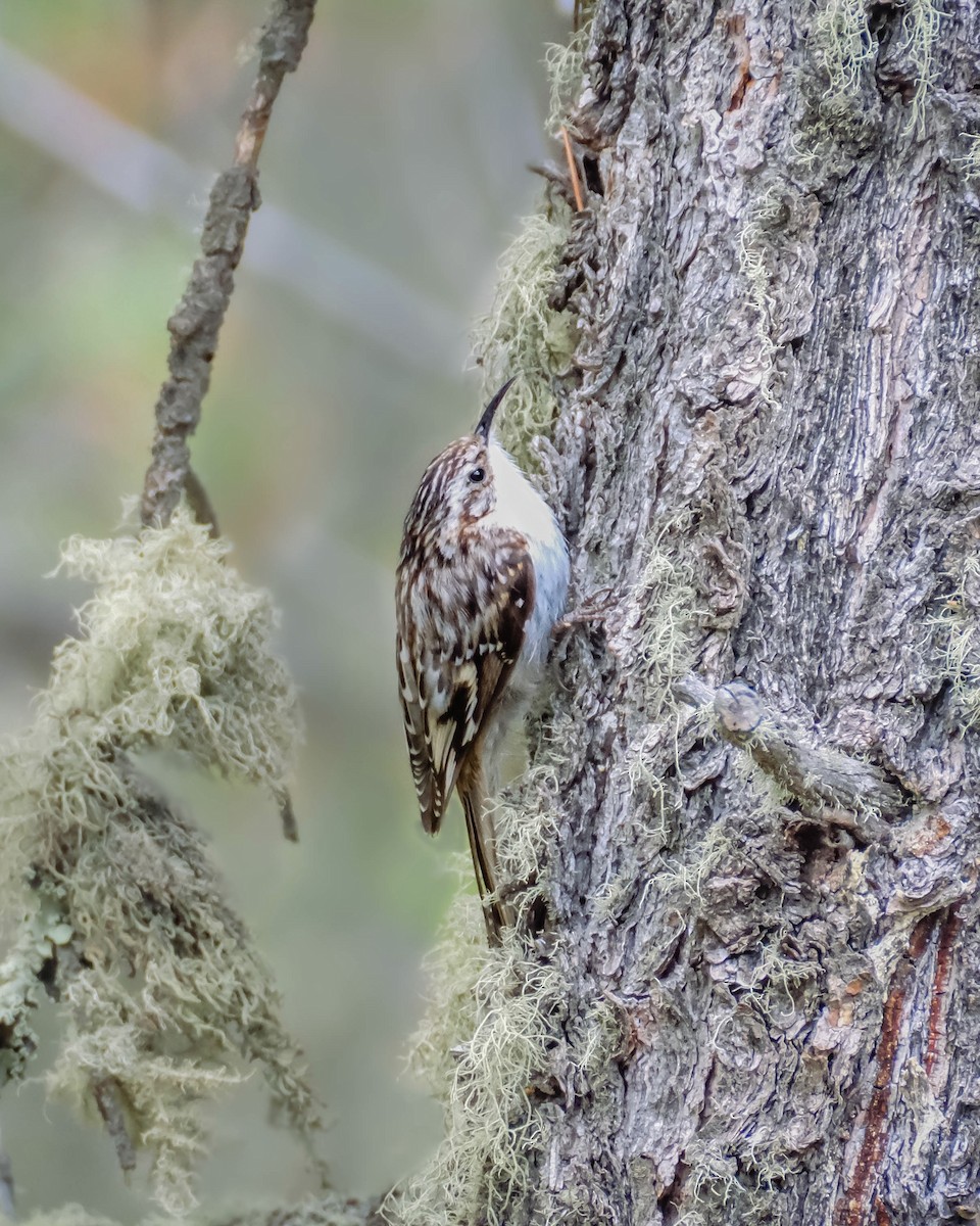 Brown Creeper - Ruben Rodriguez