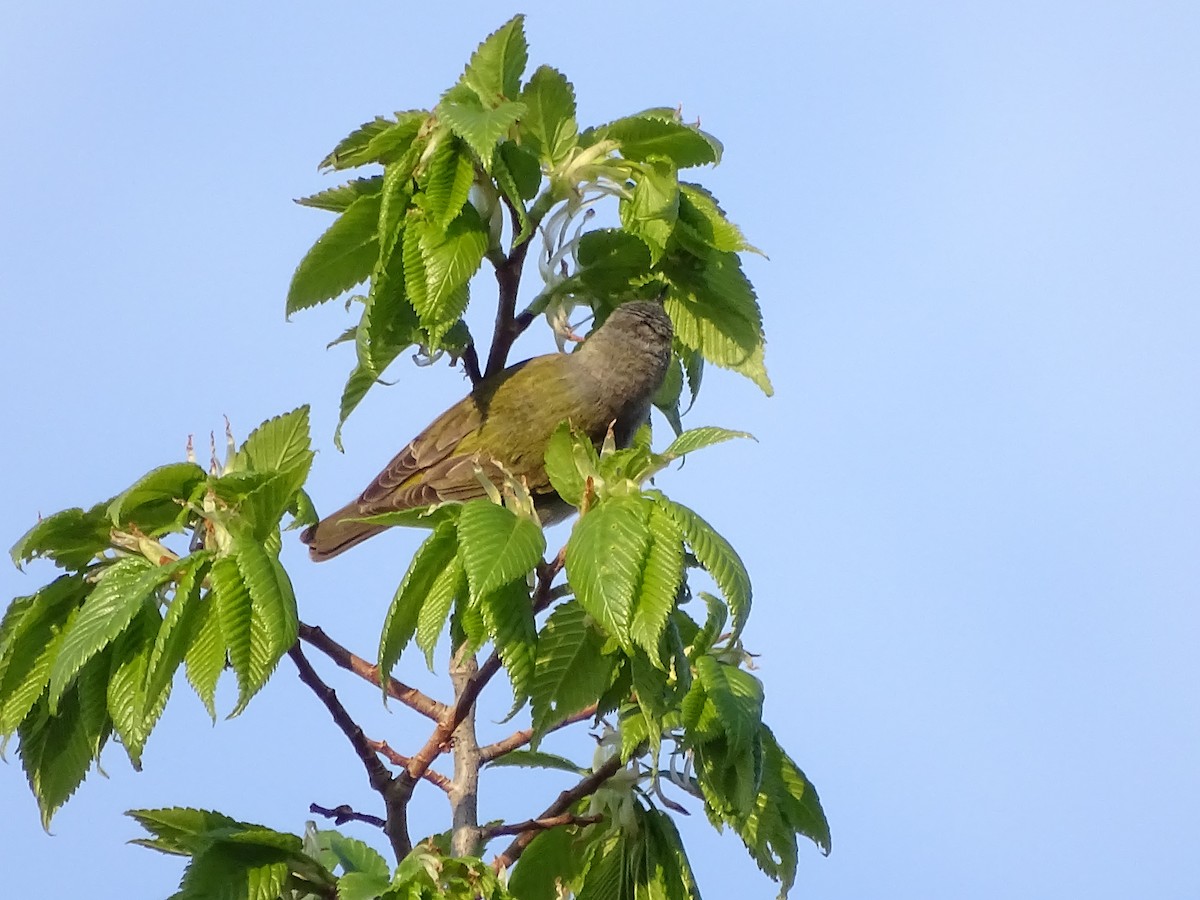 Tennessee Warbler - ML619362569