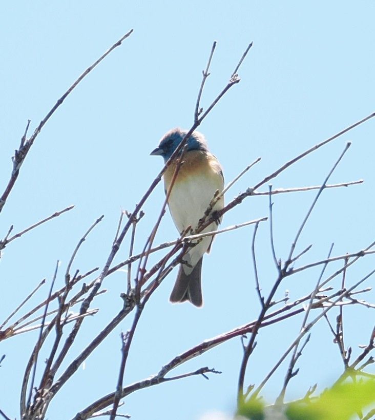 Lazuli Bunting - ML619362570