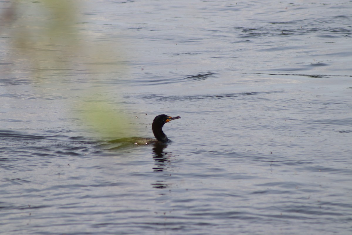 Double-crested Cormorant - Cory Ruchlin