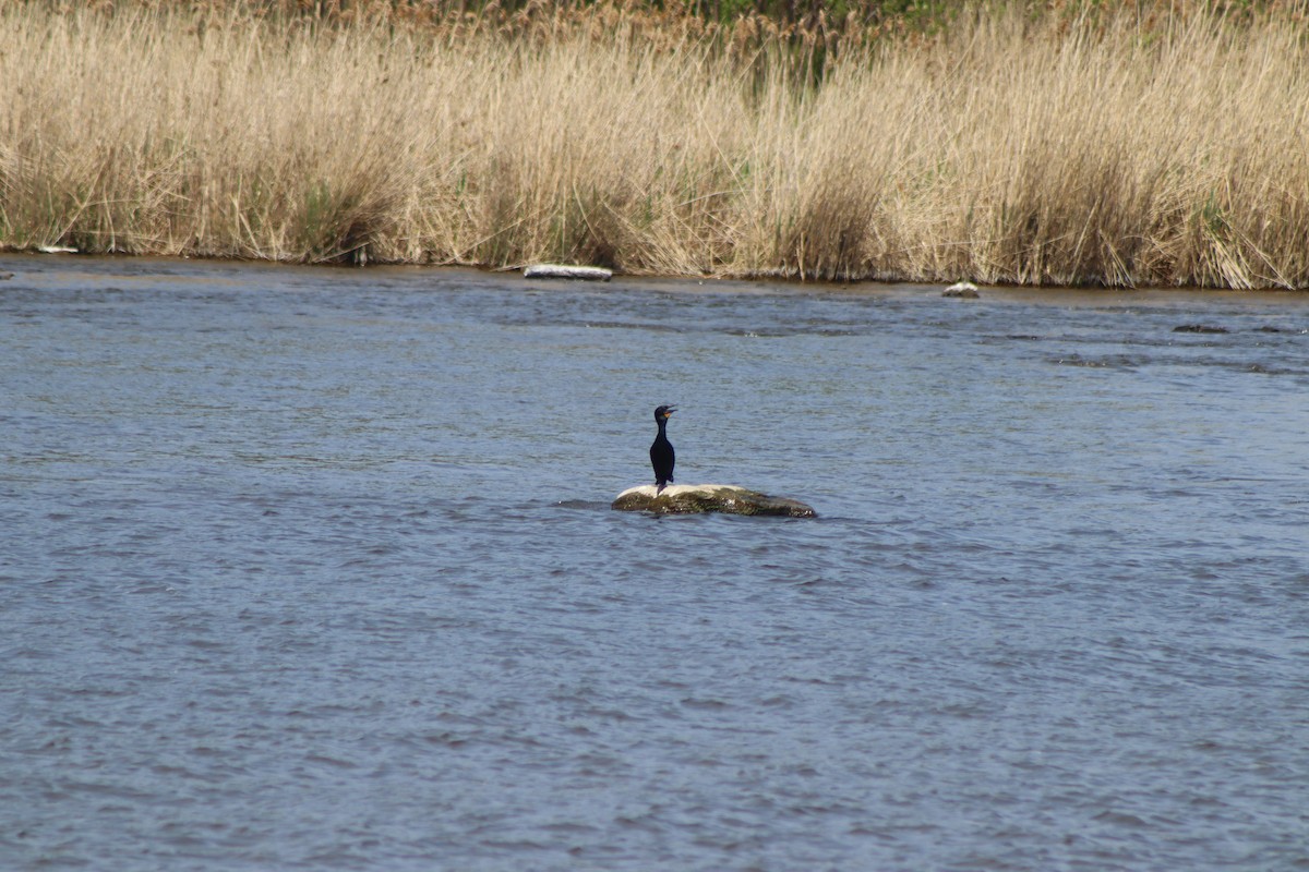 Double-crested Cormorant - Cory Ruchlin