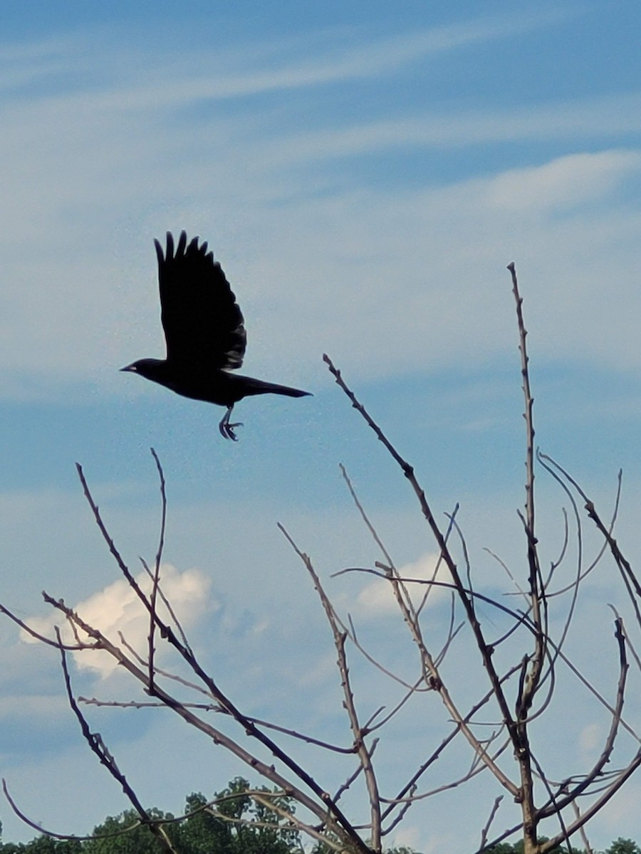 Red-winged Blackbird - Aster Droste