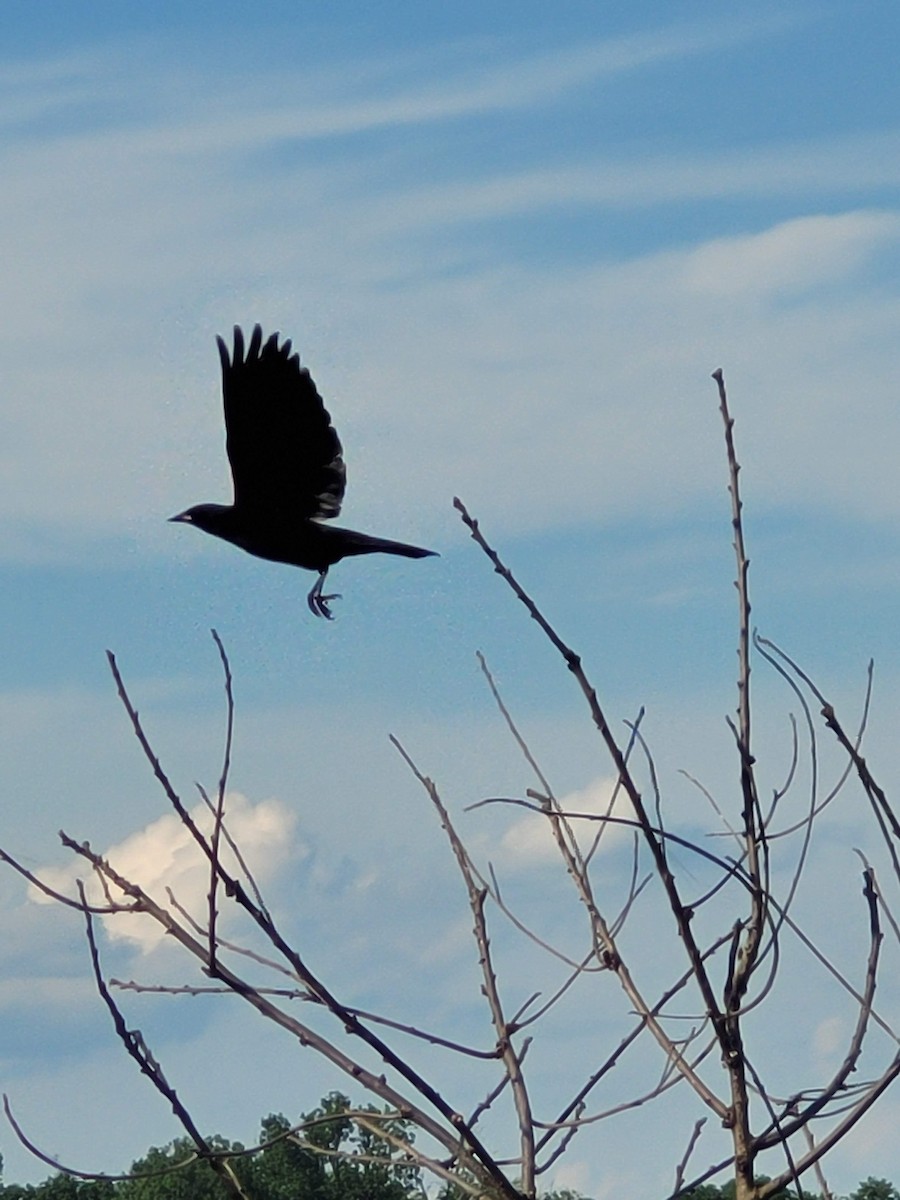 Red-winged Blackbird - ML619362580