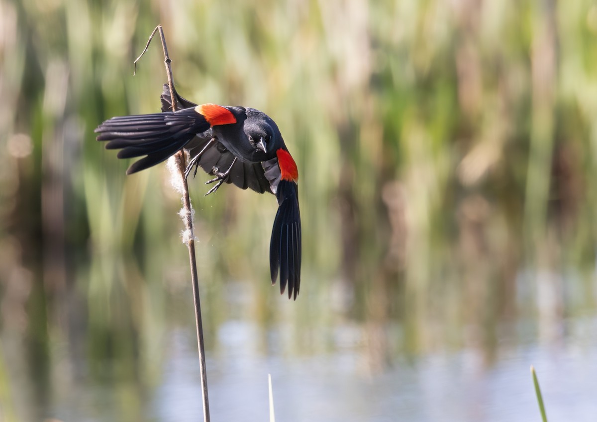 Red-winged Blackbird - Ken Pitts