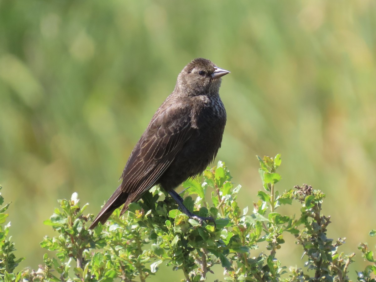 Red-winged Blackbird - Alane Gray