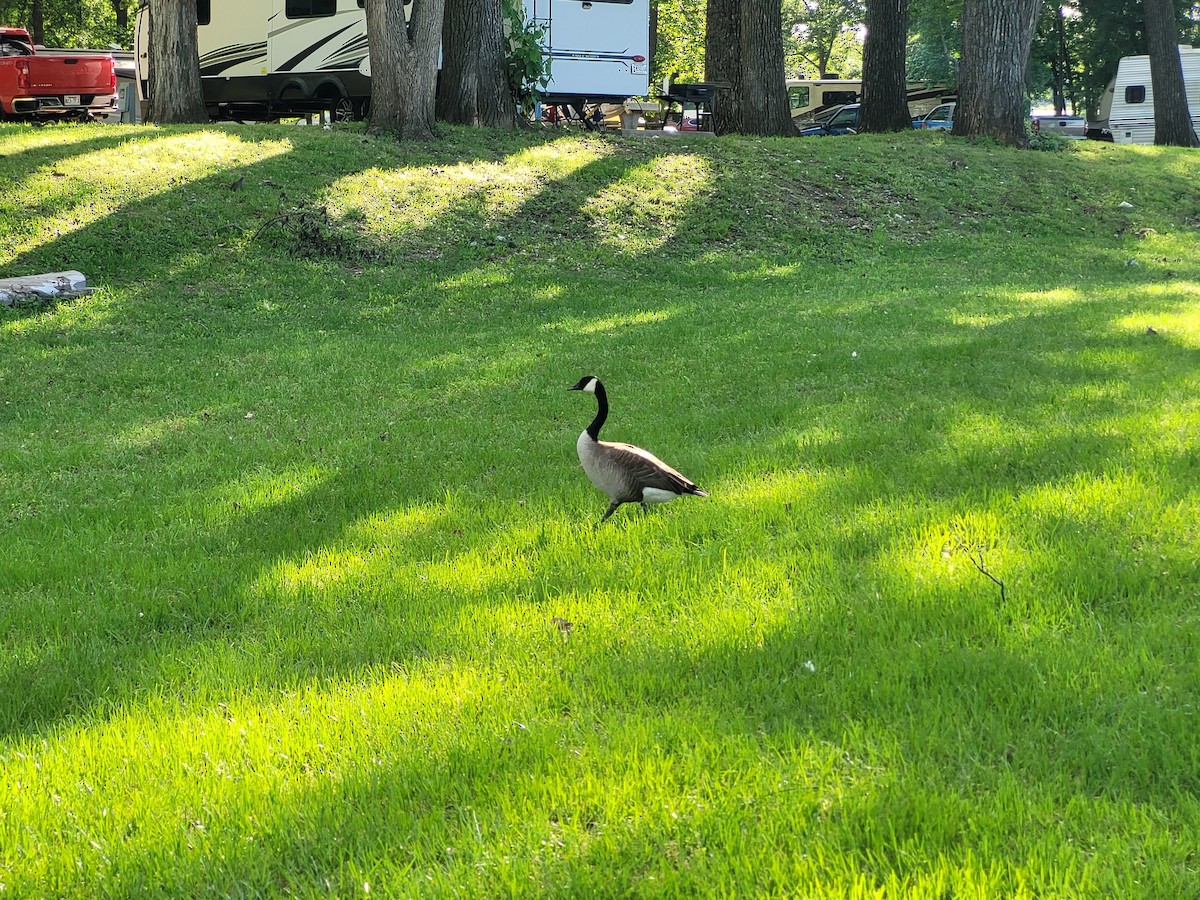 Canada Goose - Aster Droste