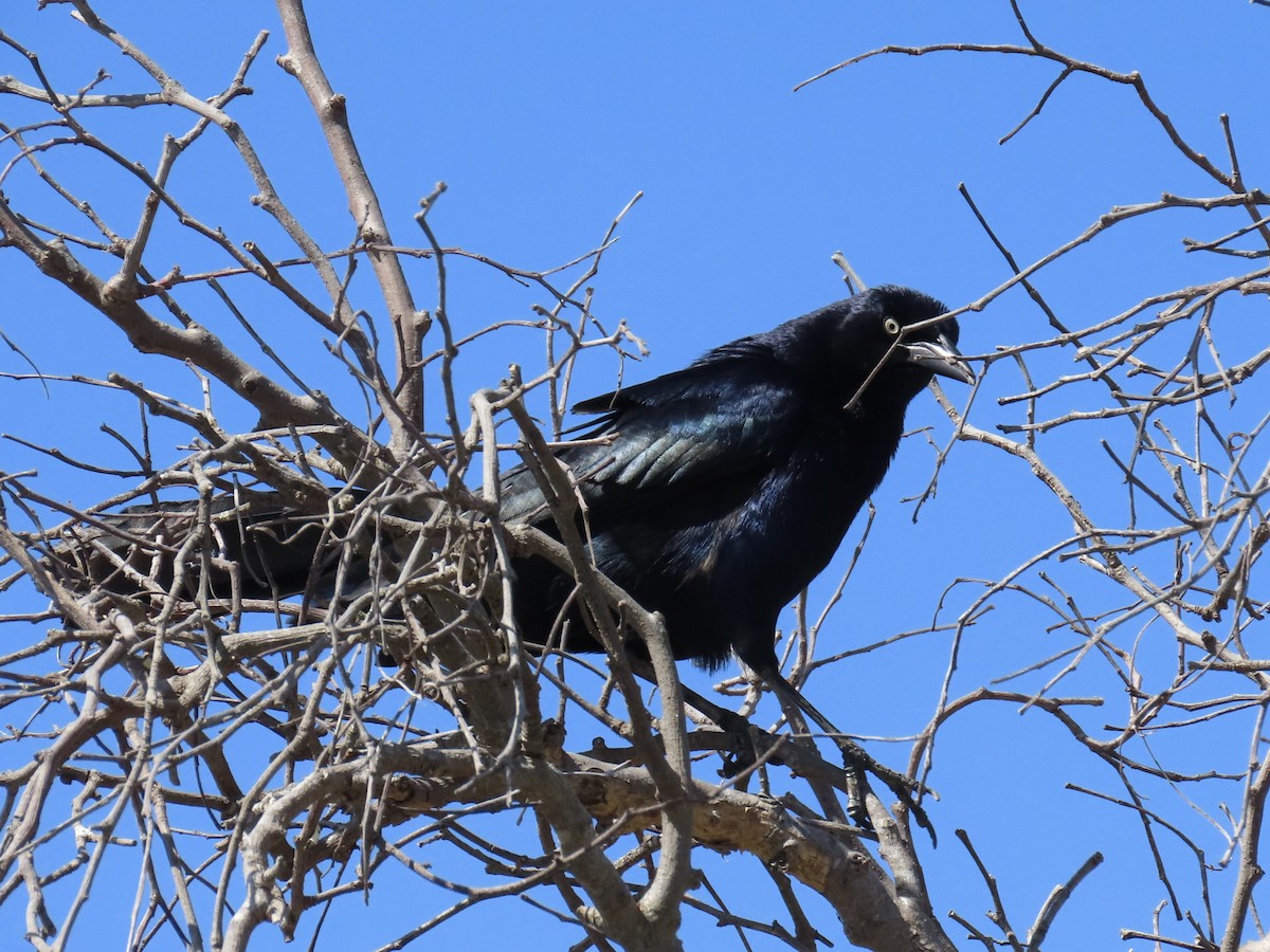 Great-tailed Grackle - Alane Gray
