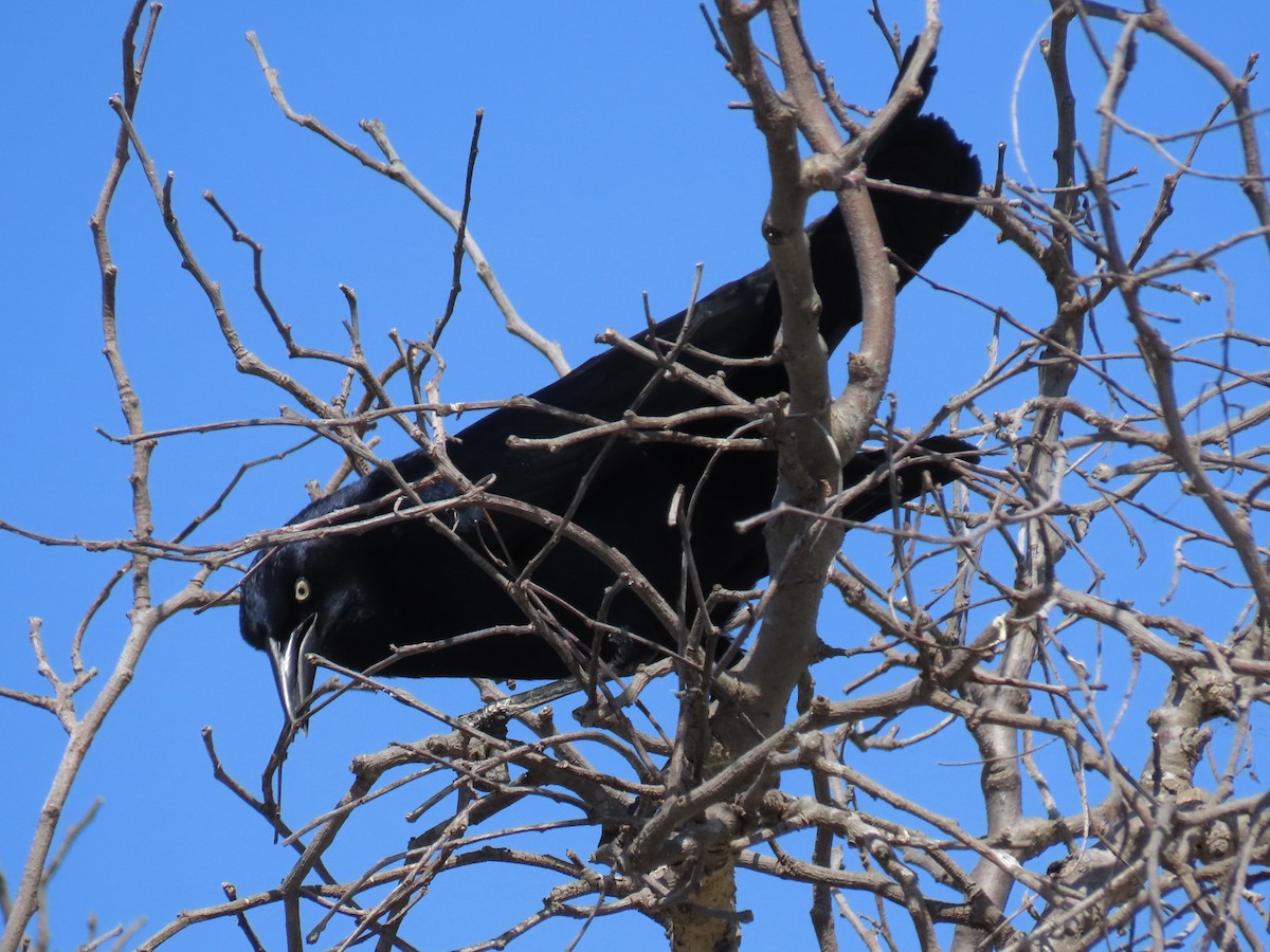 Great-tailed Grackle - Alane Gray