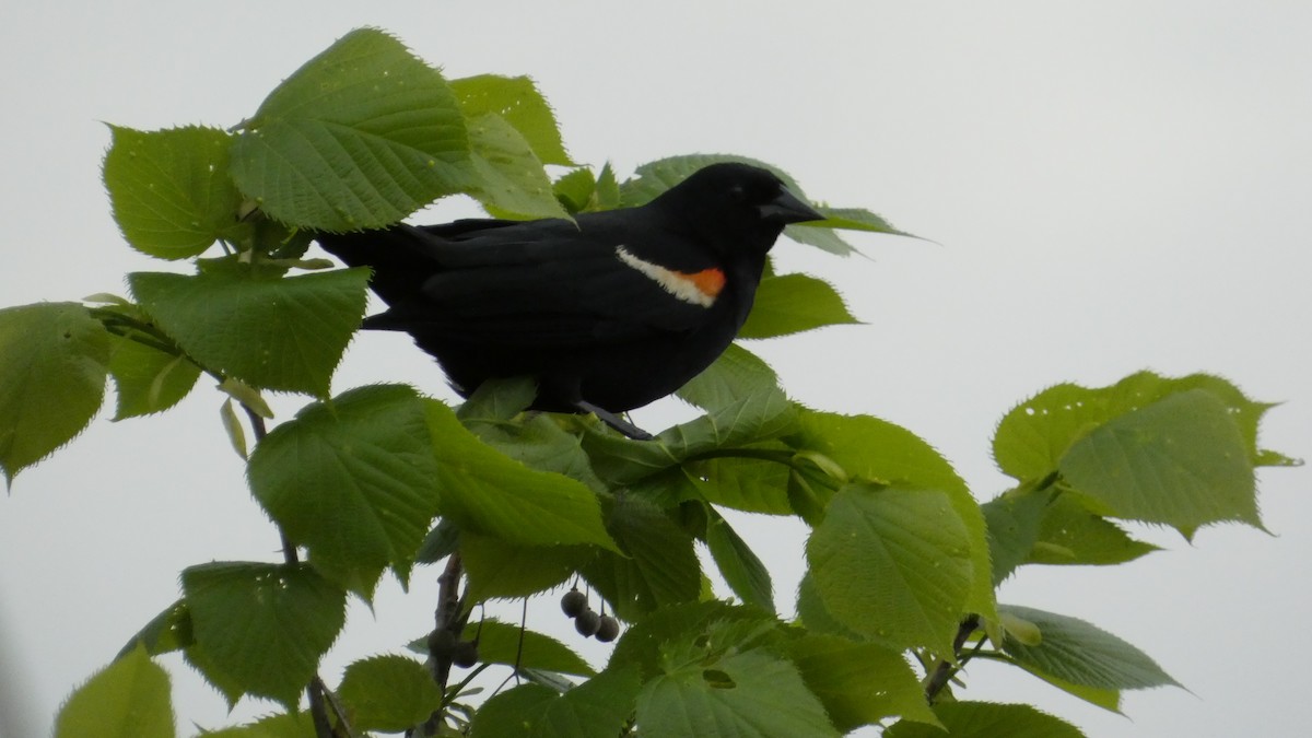 Red-winged Blackbird - Alan Decker