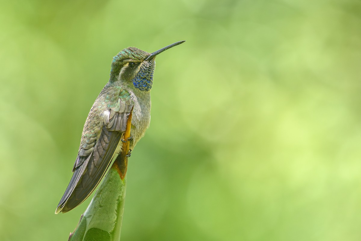 kolibřík blankytohrdlý - ML619362616