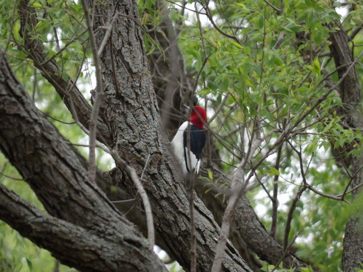 Red-headed Woodpecker - Ashton Brown