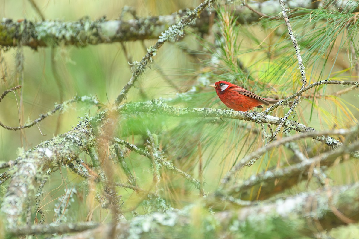 Red Warbler - ML619362623