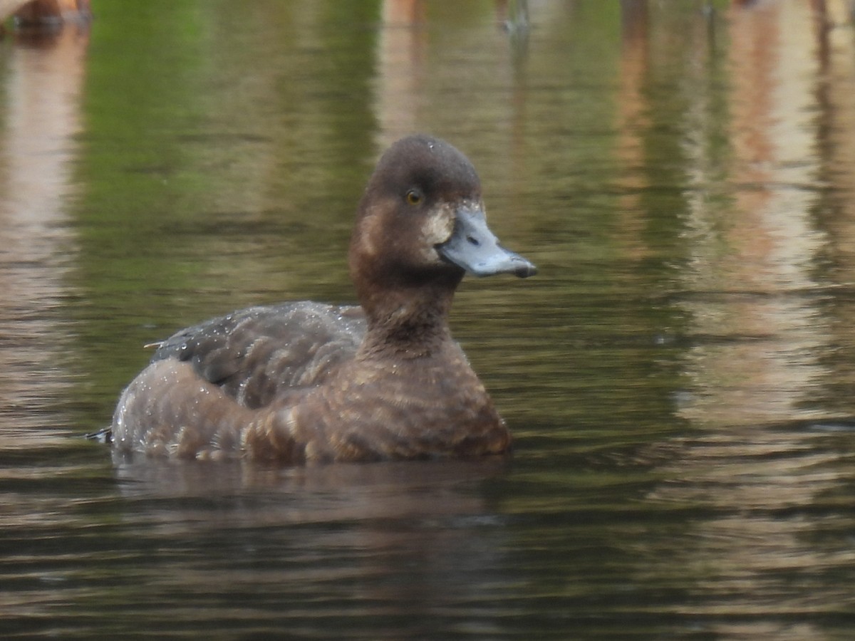 Lesser Scaup - Pam Hawkes
