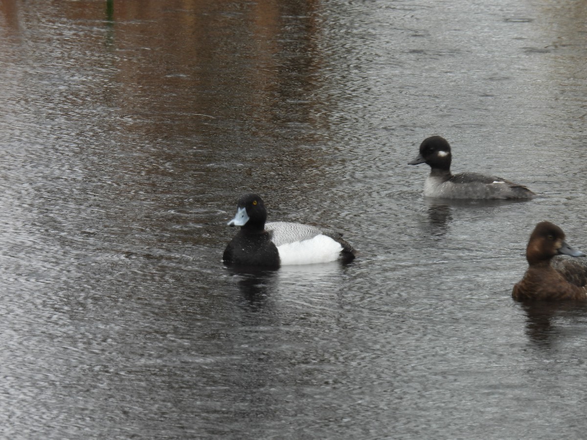 Lesser Scaup - Pam Hawkes