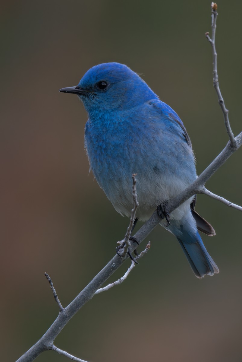 Mountain Bluebird - Richard Lee