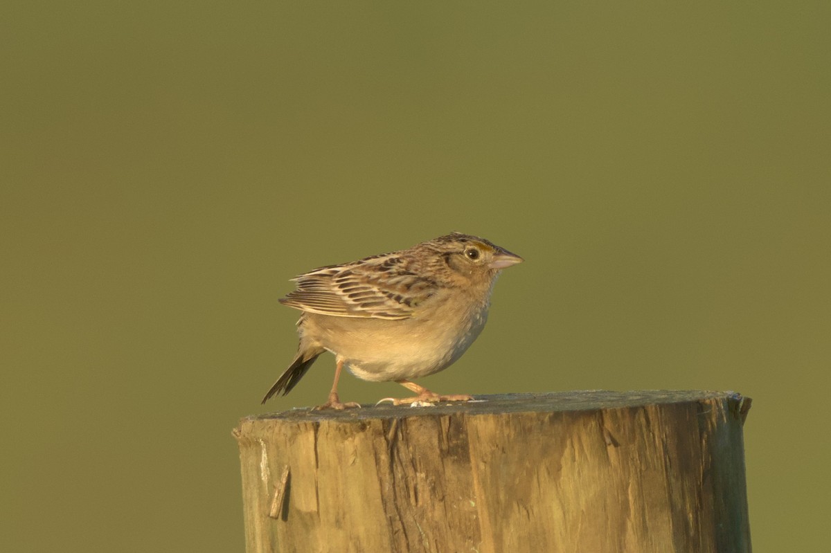 Grasshopper Sparrow - ML619362650