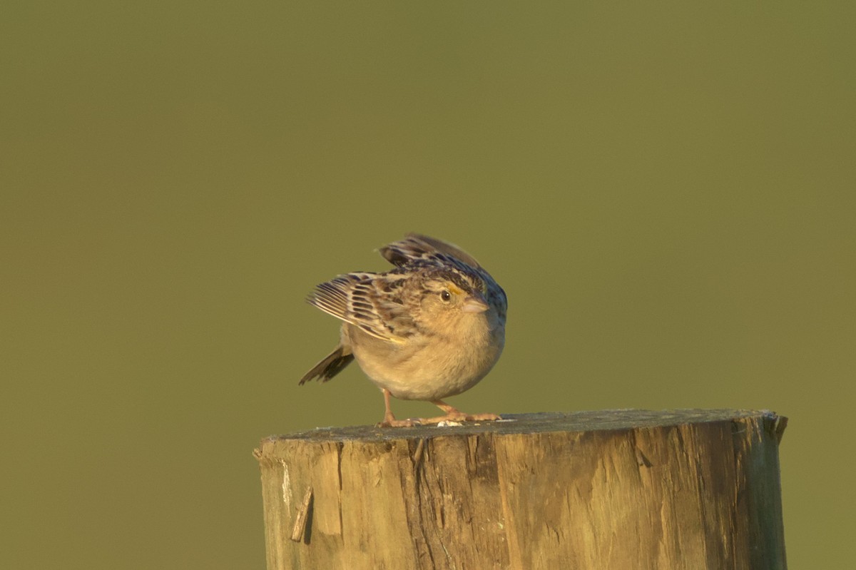 Grasshopper Sparrow - ML619362651