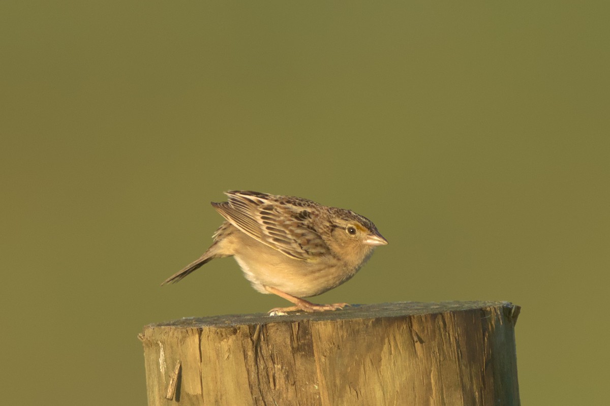 Grasshopper Sparrow - ML619362653