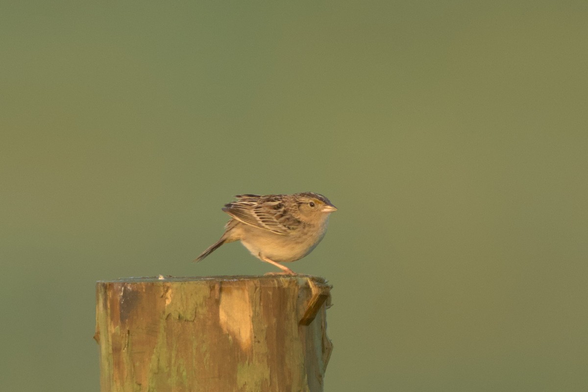 Grasshopper Sparrow - ML619362655