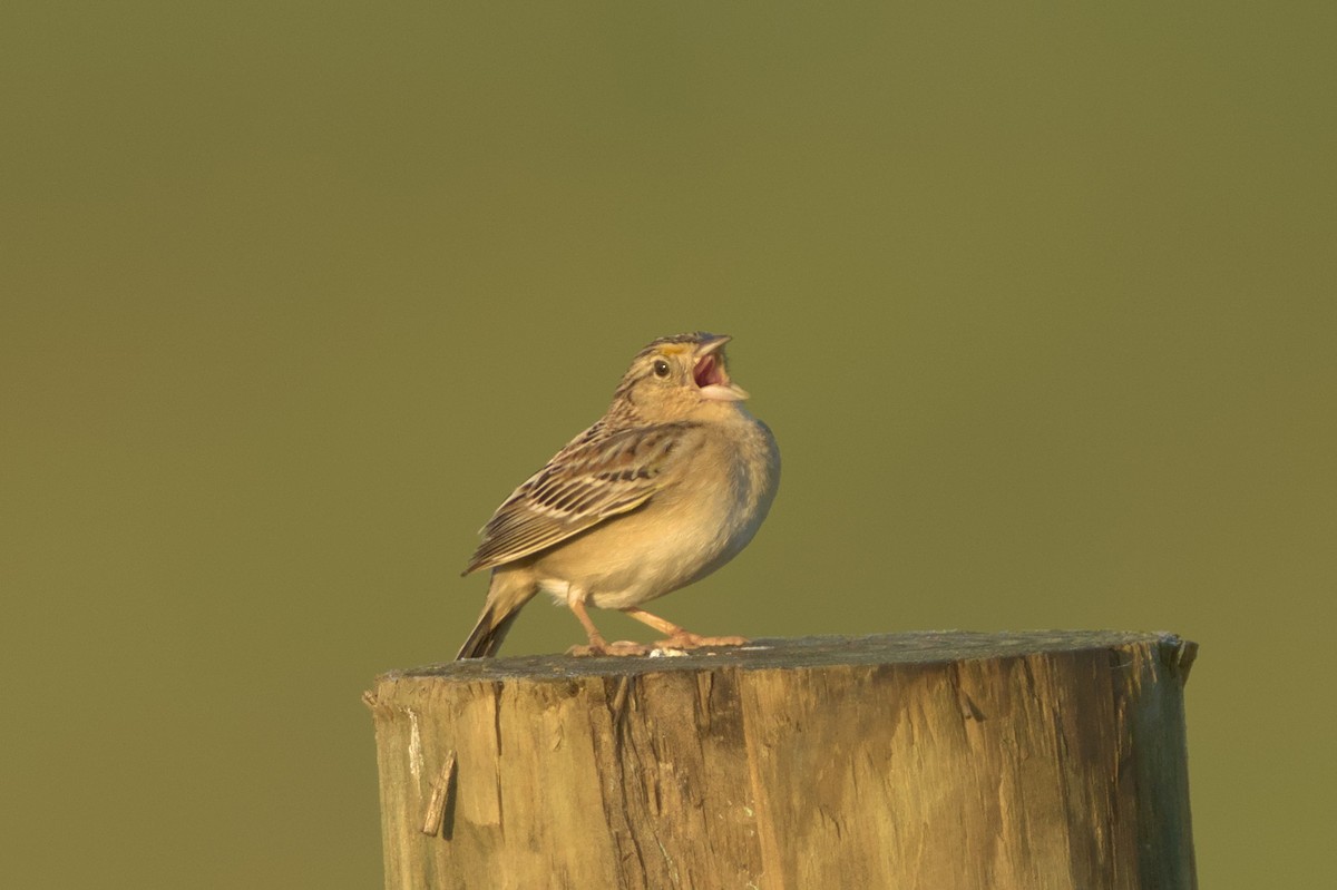 Grasshopper Sparrow - ML619362656