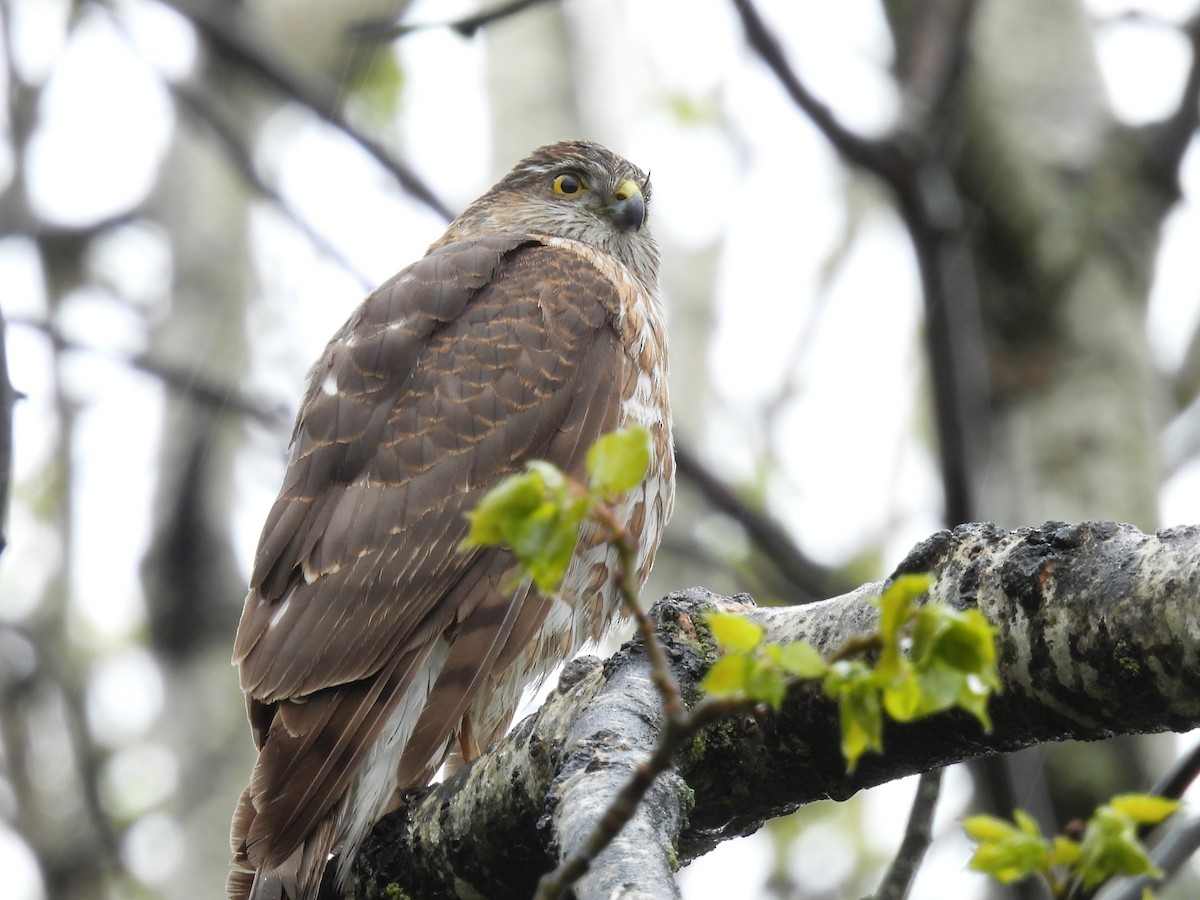 Sharp-shinned Hawk - ML619362670