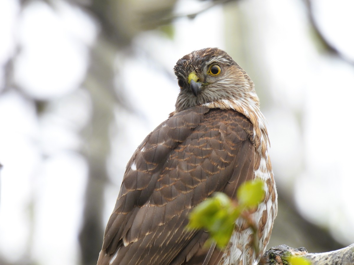 Sharp-shinned Hawk - ML619362671