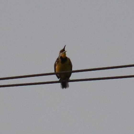 Eastern Meadowlark - Ben Freeman