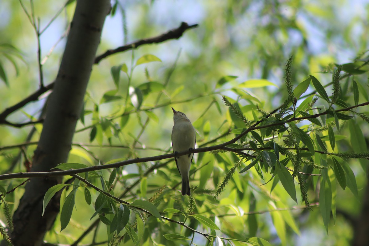 Warbling Vireo - Cory Ruchlin