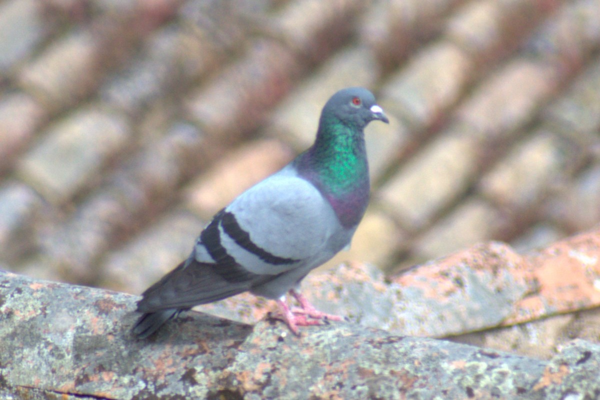 Rock Pigeon (Feral Pigeon) - Bill Hubbard