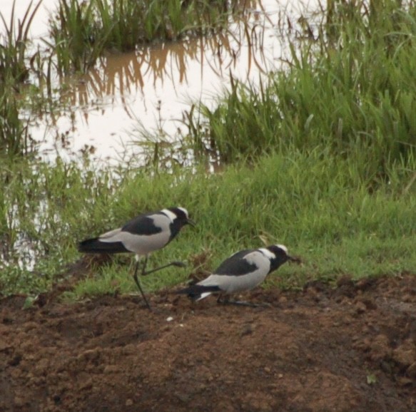 Blacksmith Lapwing - ML619362686