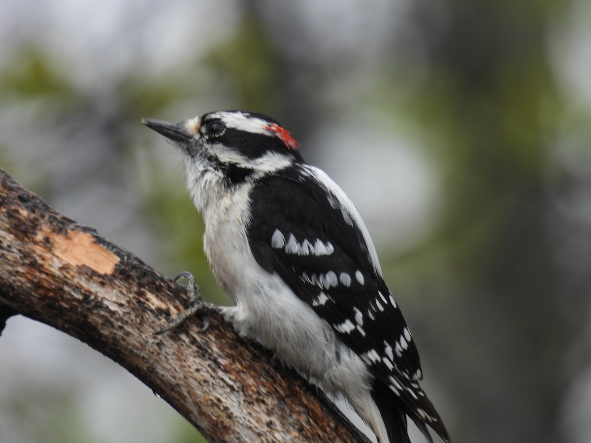 Downy Woodpecker - ML619362687