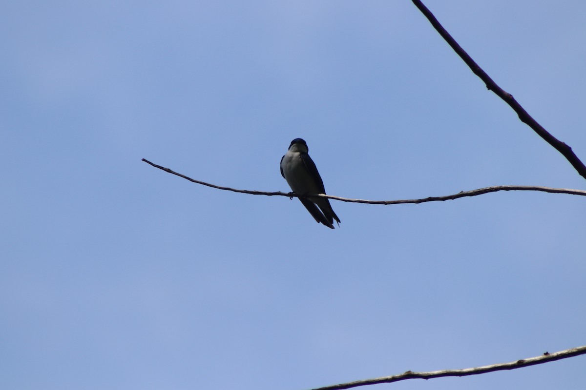 Tree Swallow - Cory Ruchlin