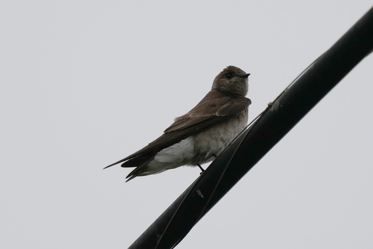 Northern Rough-winged Swallow - Tom Cassaro