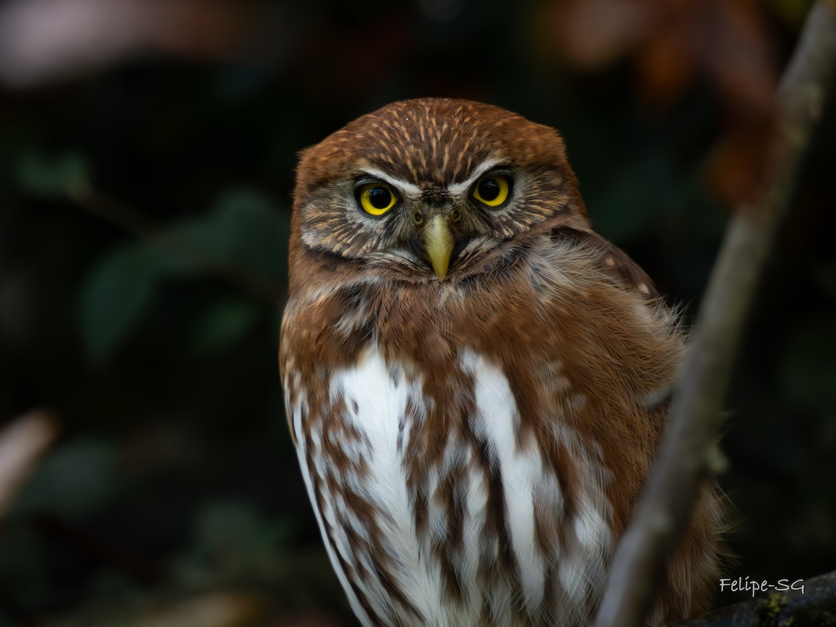 Austral Pygmy-Owl - Felipe Silva Guzmán