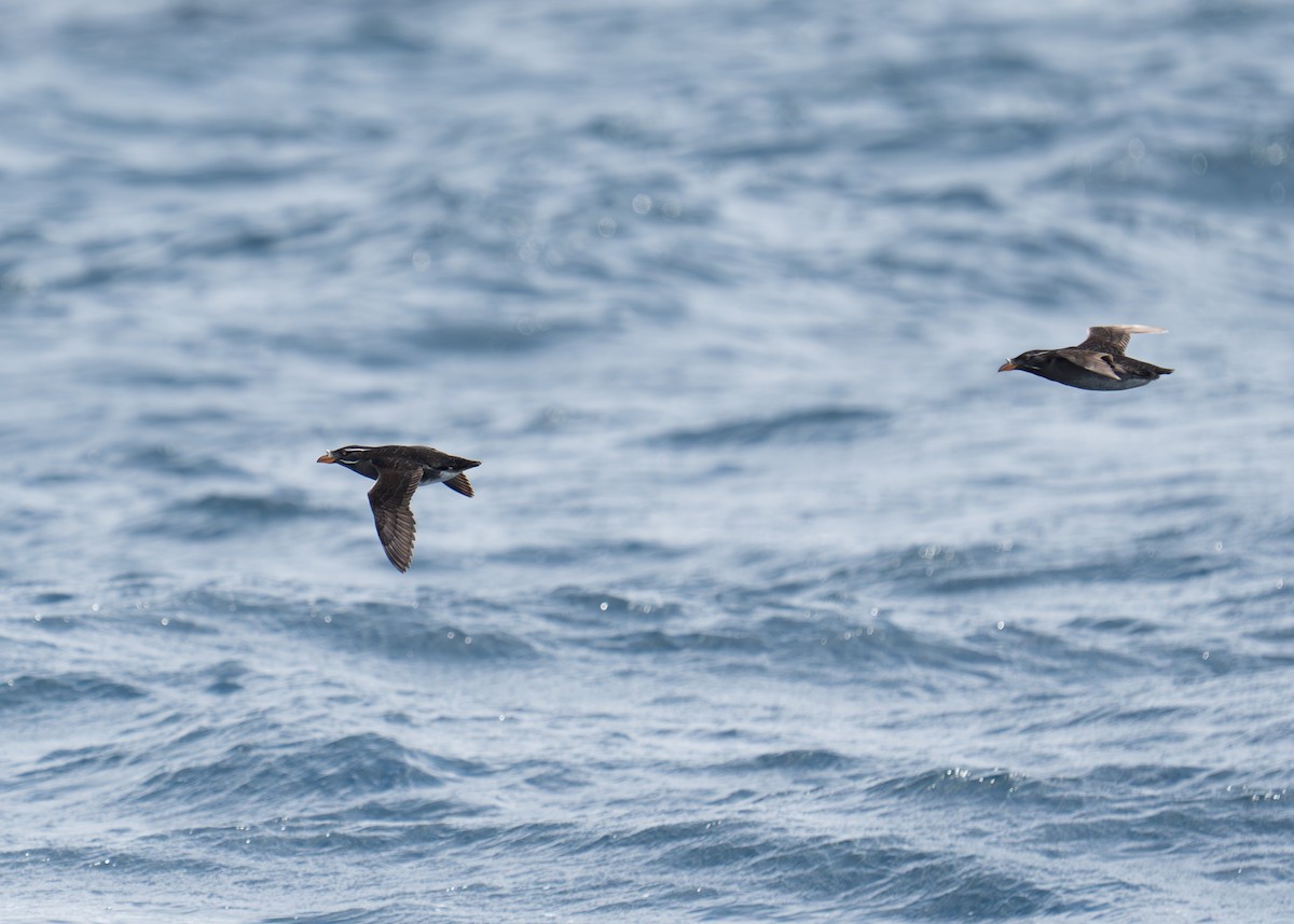 Rhinoceros Auklet - Steve Knapp