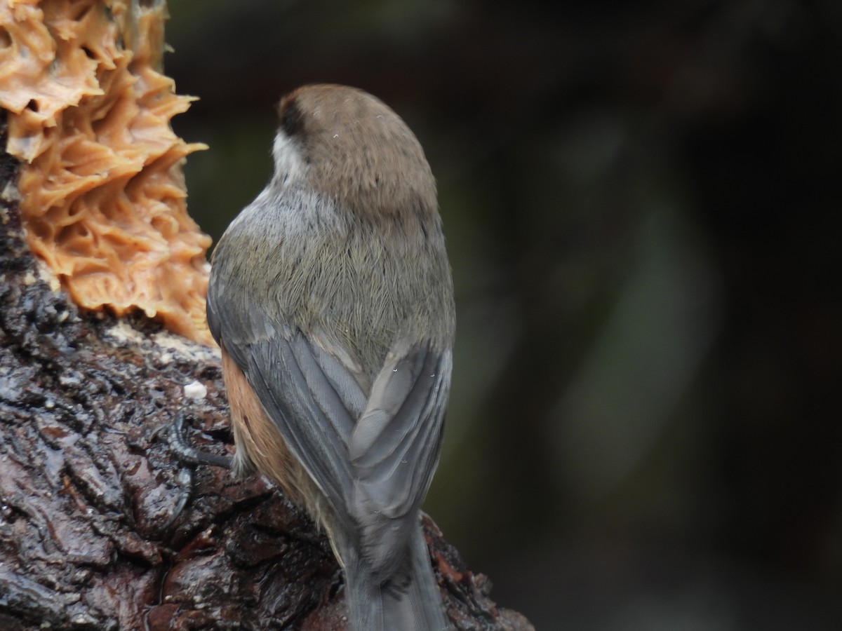 Boreal Chickadee - Pam Hawkes