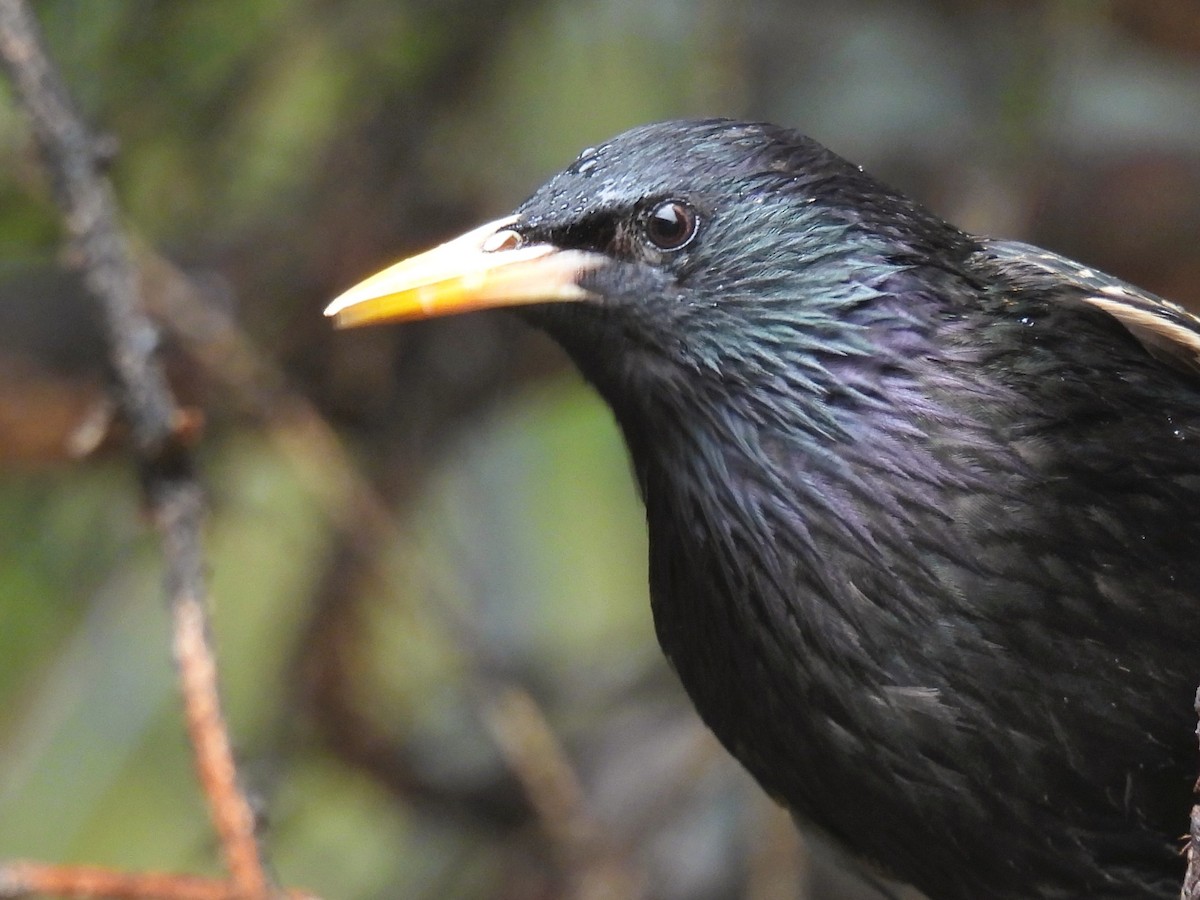 European Starling - Pam Hawkes