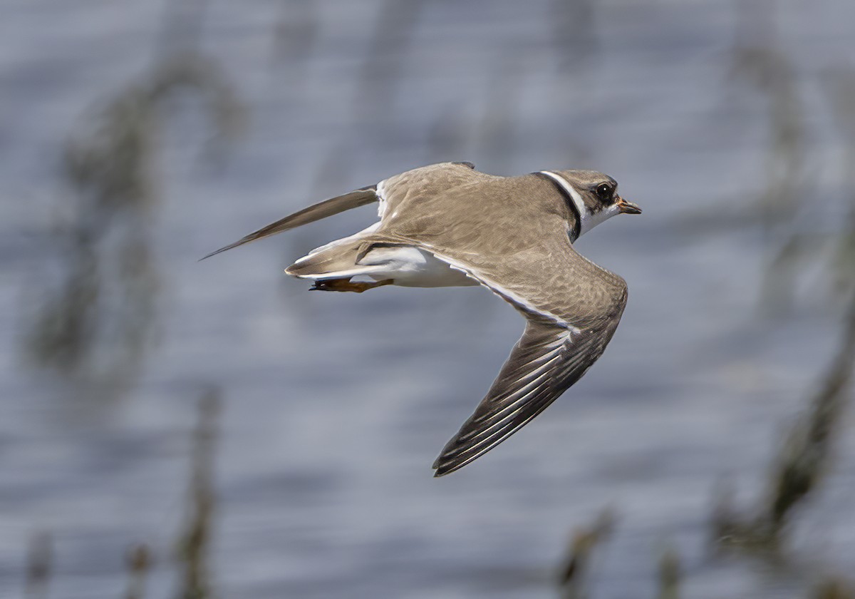 Semipalmated Plover - Iris Kilpatrick