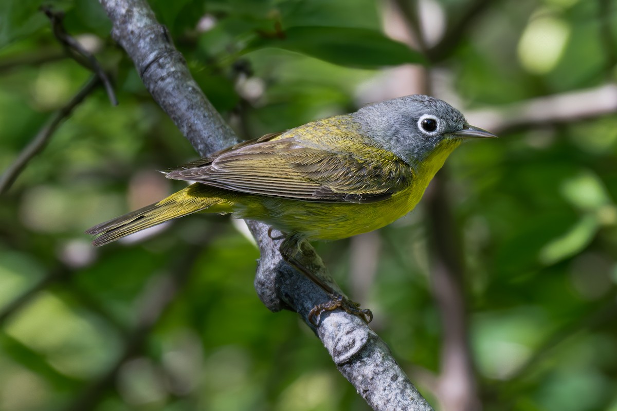 Nashville Warbler - ML619362741