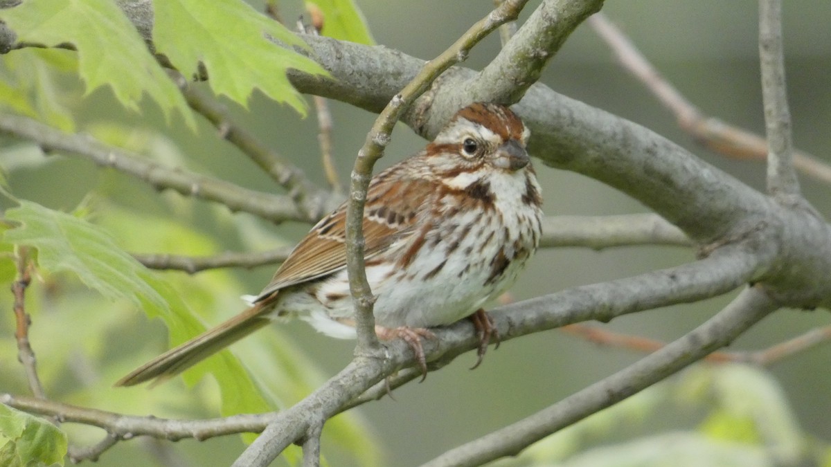 Song Sparrow - Alan Decker