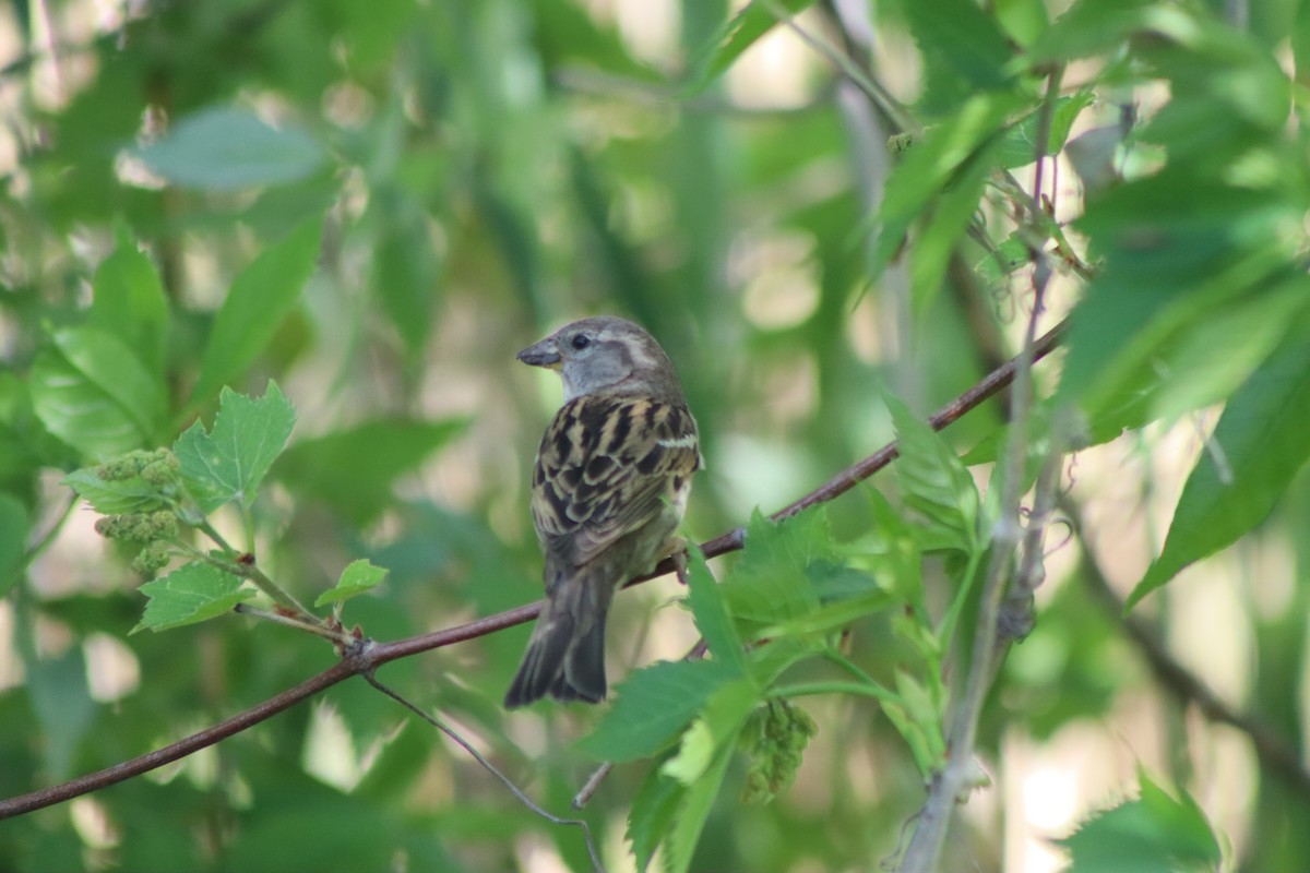 House Sparrow - Cory Ruchlin