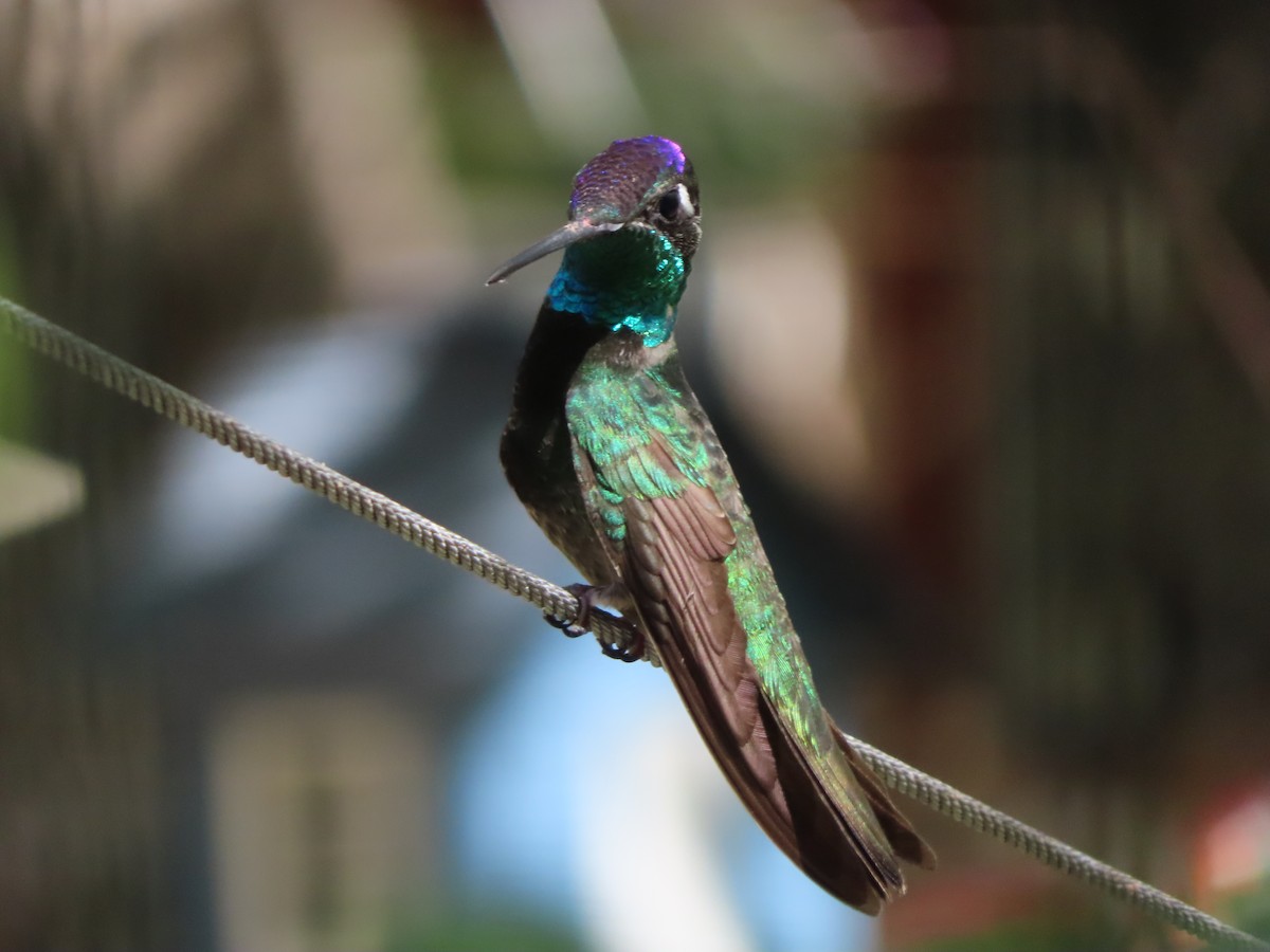 Rivoli's Hummingbird - Kyan Russell