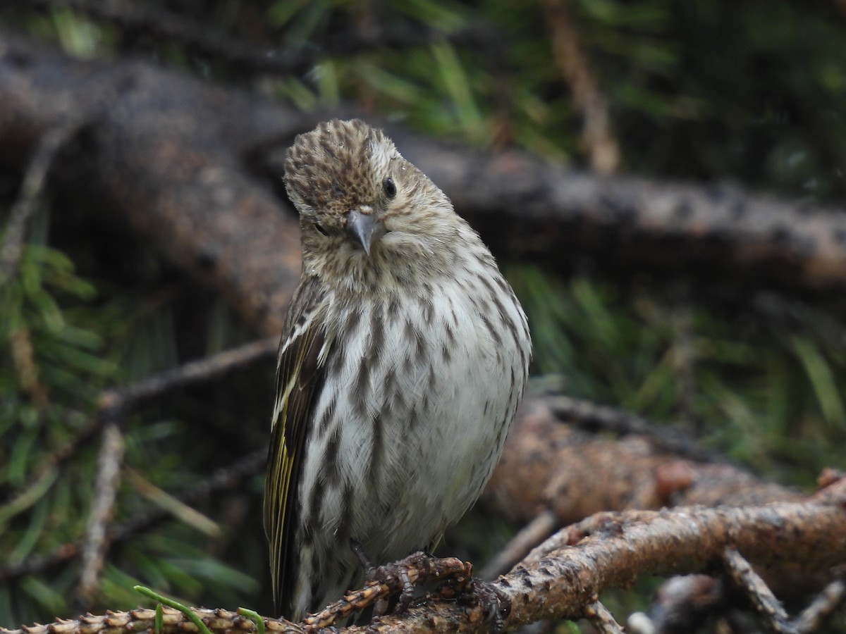 Pine Siskin - Pam Hawkes