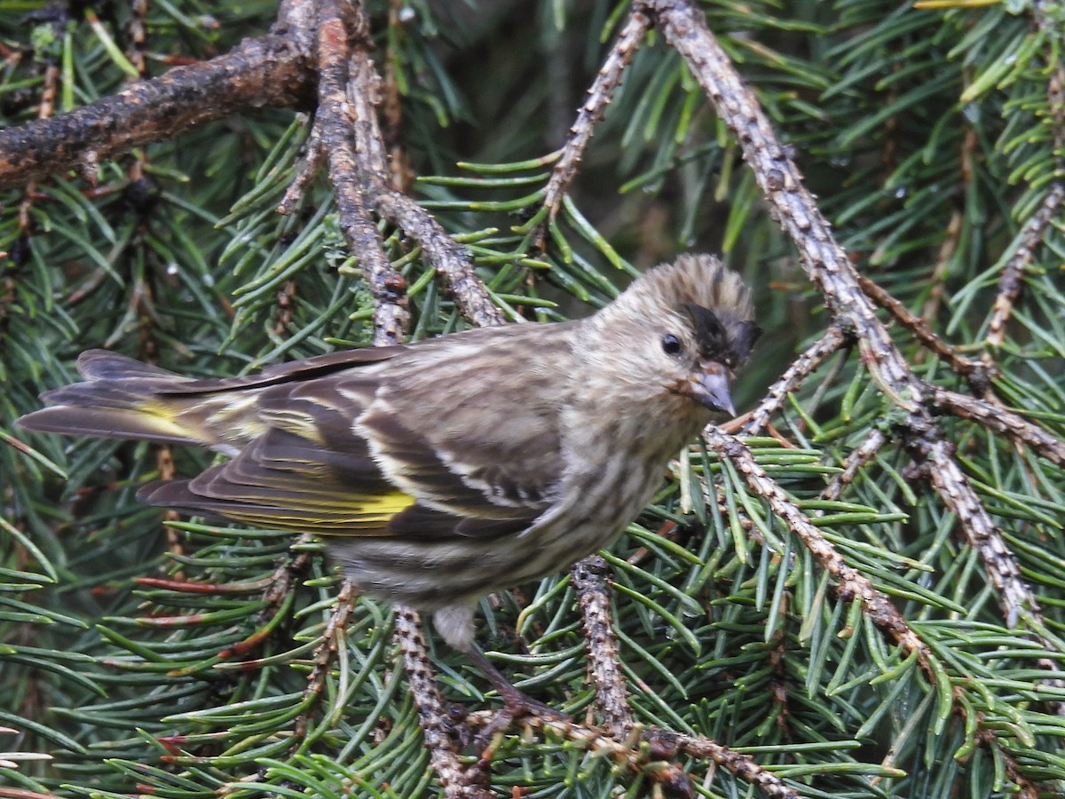 Pine Siskin - Pam Hawkes