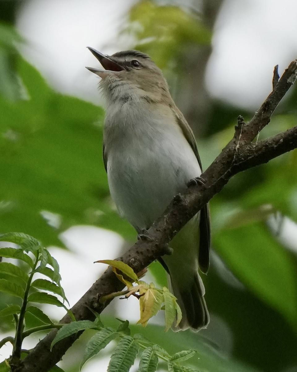 Red-eyed Vireo - Charlene Fan