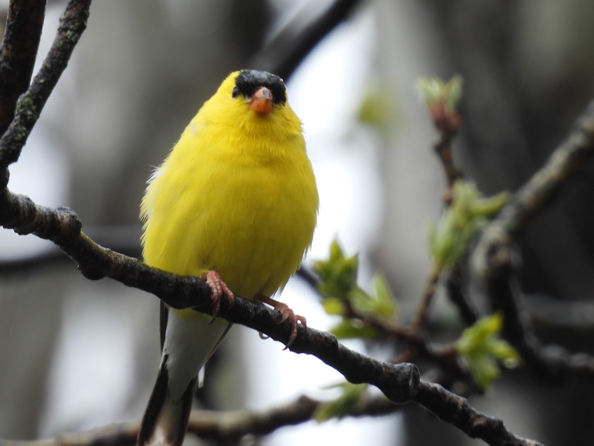 American Goldfinch - Pam Hawkes