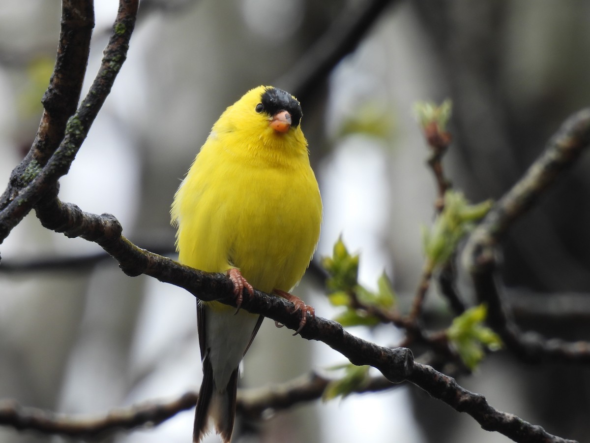 American Goldfinch - ML619362799